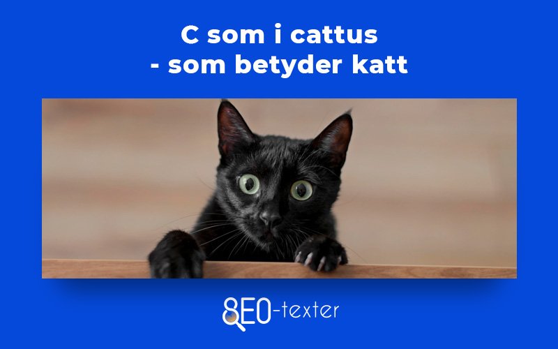 Cattus