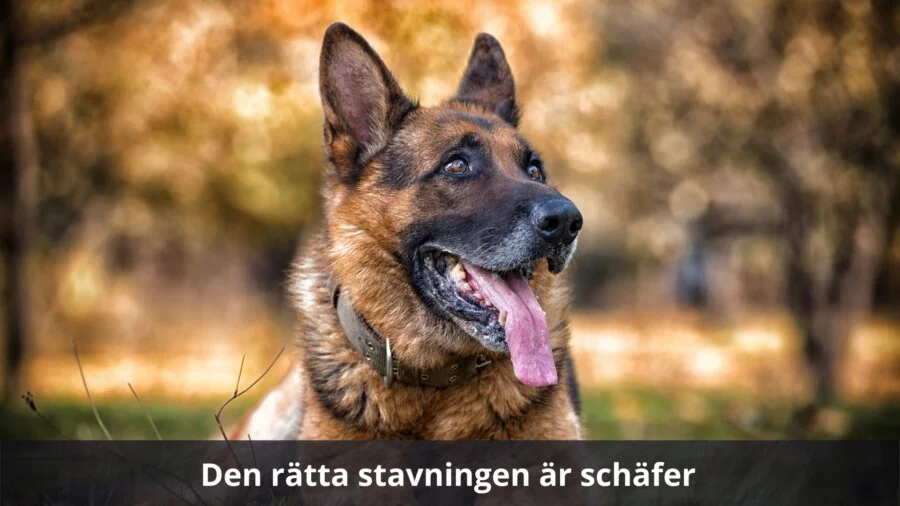 Den ratta stavningen ar schafer