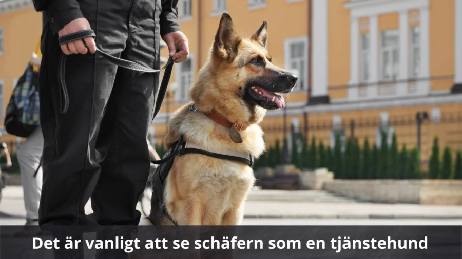 Det ar vanligt att se schafern som en tjanstehund