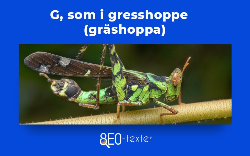 Gresshoppe