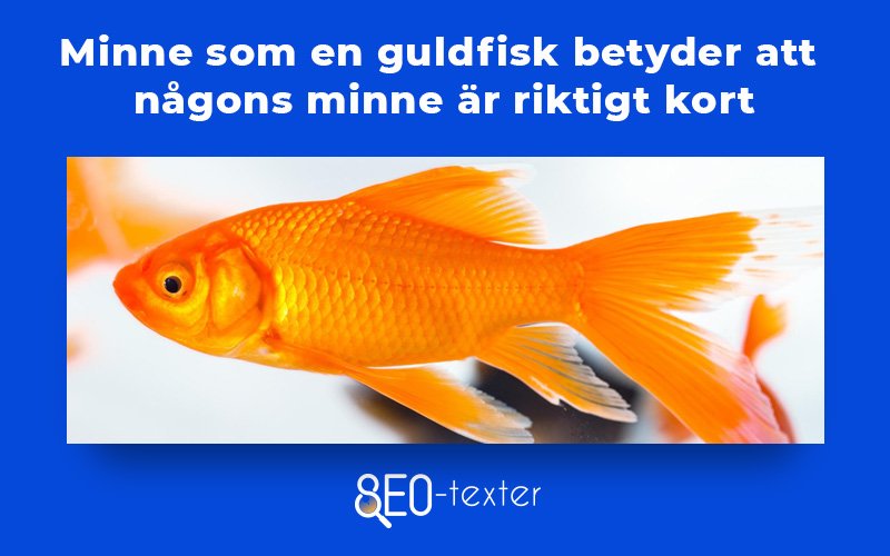 Minne som en guldfisk