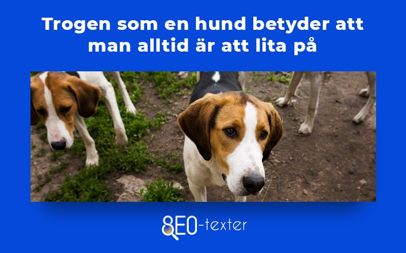 Trogen som en hund